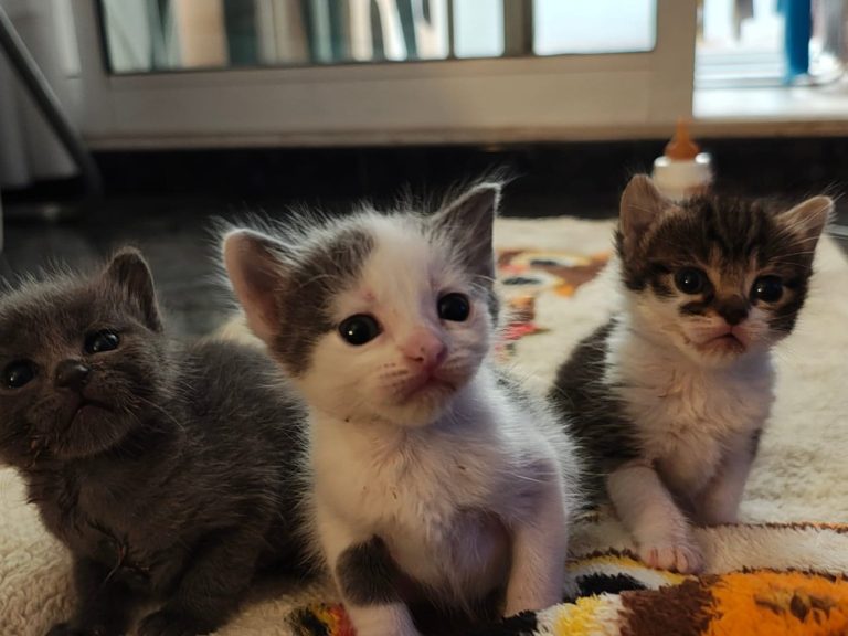 Tres gatos pequeños