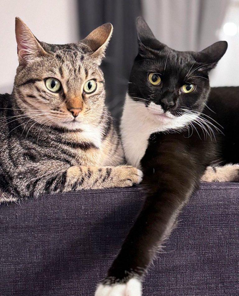 Dos gatos