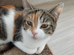 Gato tricolor