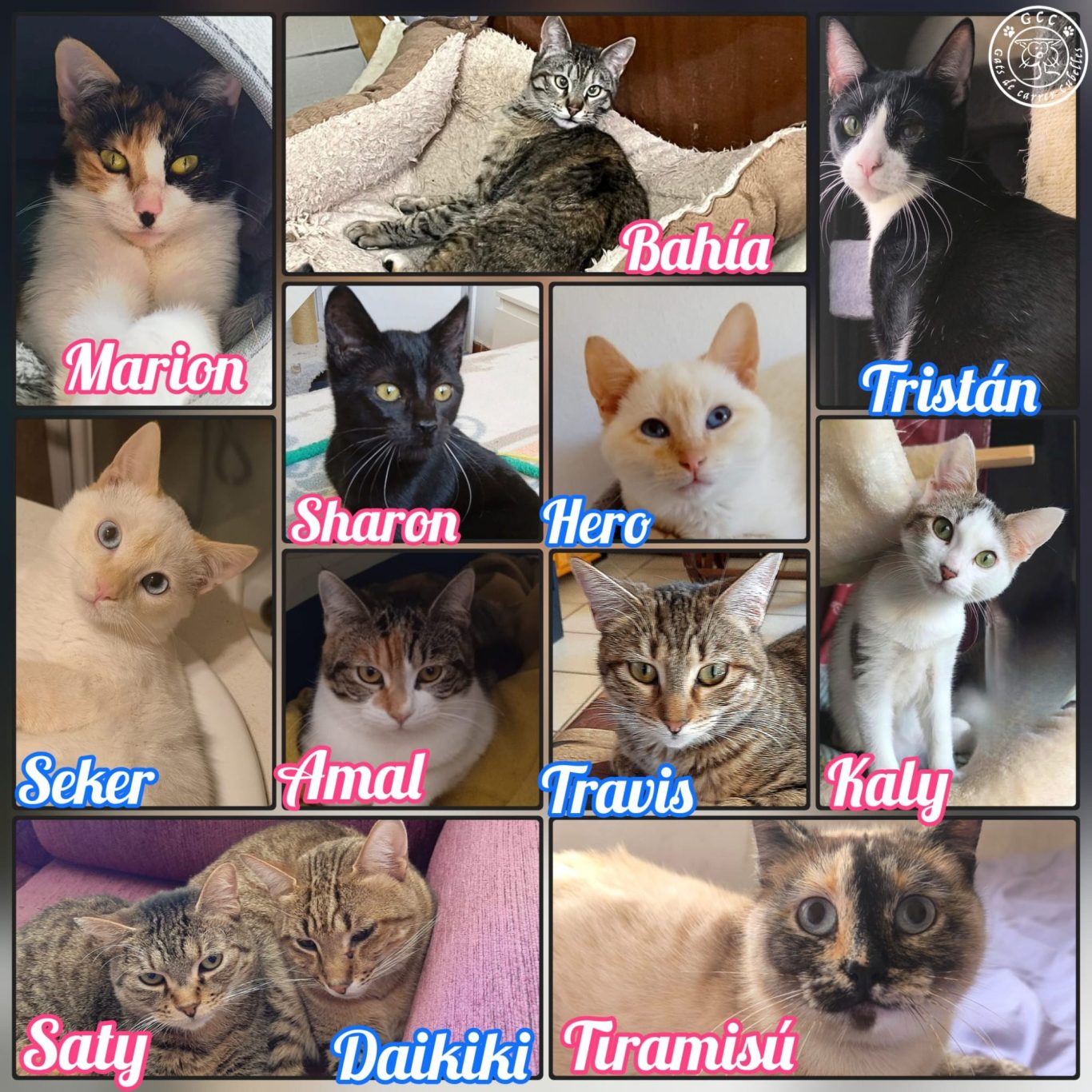 Fotos gatos en adopción