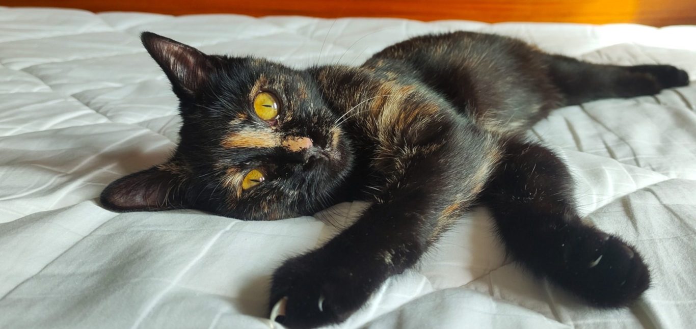Gato en casa